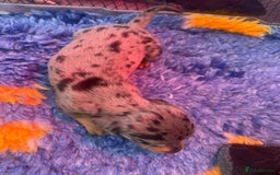 Miniature Dachshund dogs for sale: Pra clear mini smooth dachshund pups - Image 19