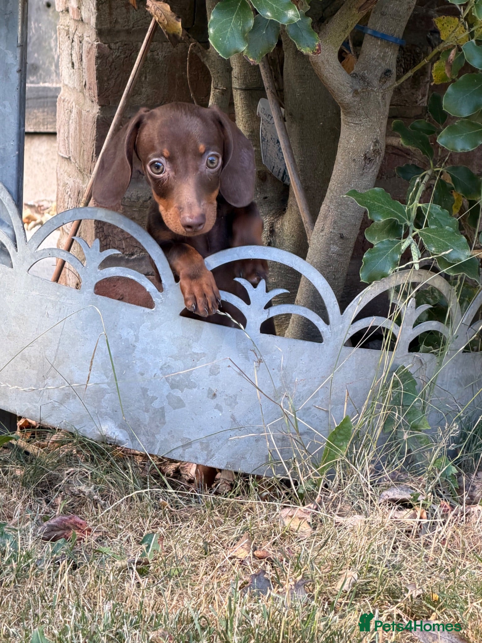 Miniature Dachshund dogs Miniature dachshund puppies reduced  - Advert 2