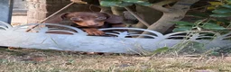 Miniature Dachshund dogs for sale: Miniature dachshund puppies reduced  - Advert 2