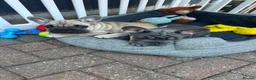 French Bulldog dogs for sale: French bulldog  - Advert 13