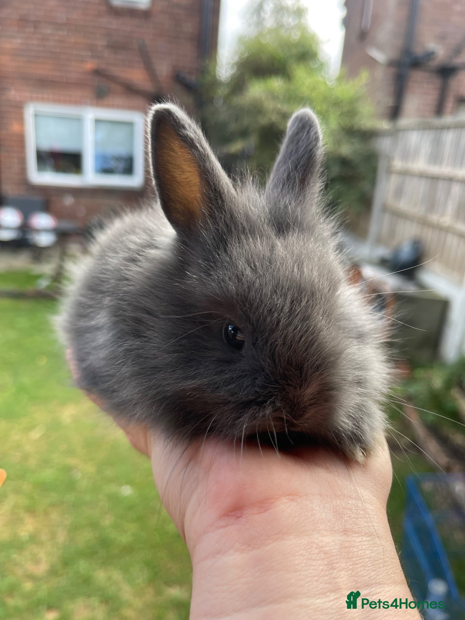 Angora rabbits ⭐️Baby Angora x Lionheads Looking for new homes ⭐️ - Advert 2