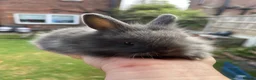 Angora rabbits for sale: Baby Angora x Lionheads Looking for new homes. - Advert 11