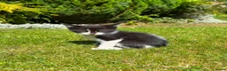 Mixed Breed cats for sale: Kittens  in Glenrothes - Advert 4