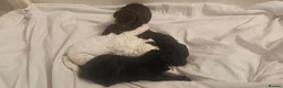 Toy Poodle dogs for sale: Beautiful Toy Poodles  - Advert 25