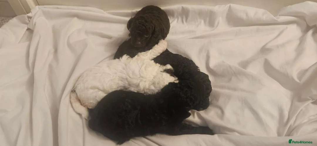Toy Poodle dogs for sale: Beautiful Toy Poodles  - Advert 25