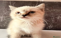 Ragdoll cats for sale: Ragdoll kittens **3** left - Image 7