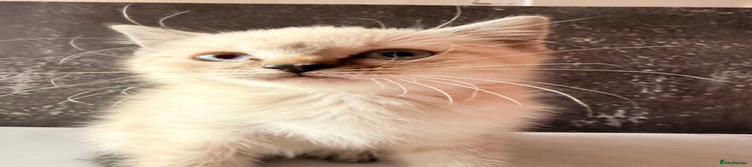 Ragdoll Kitten 3