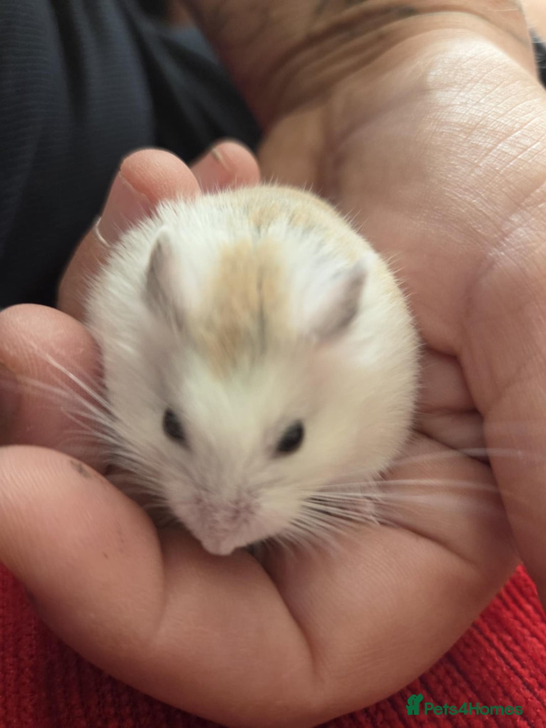 Hamster rodents for sale: Dwarf hamster - Image 8