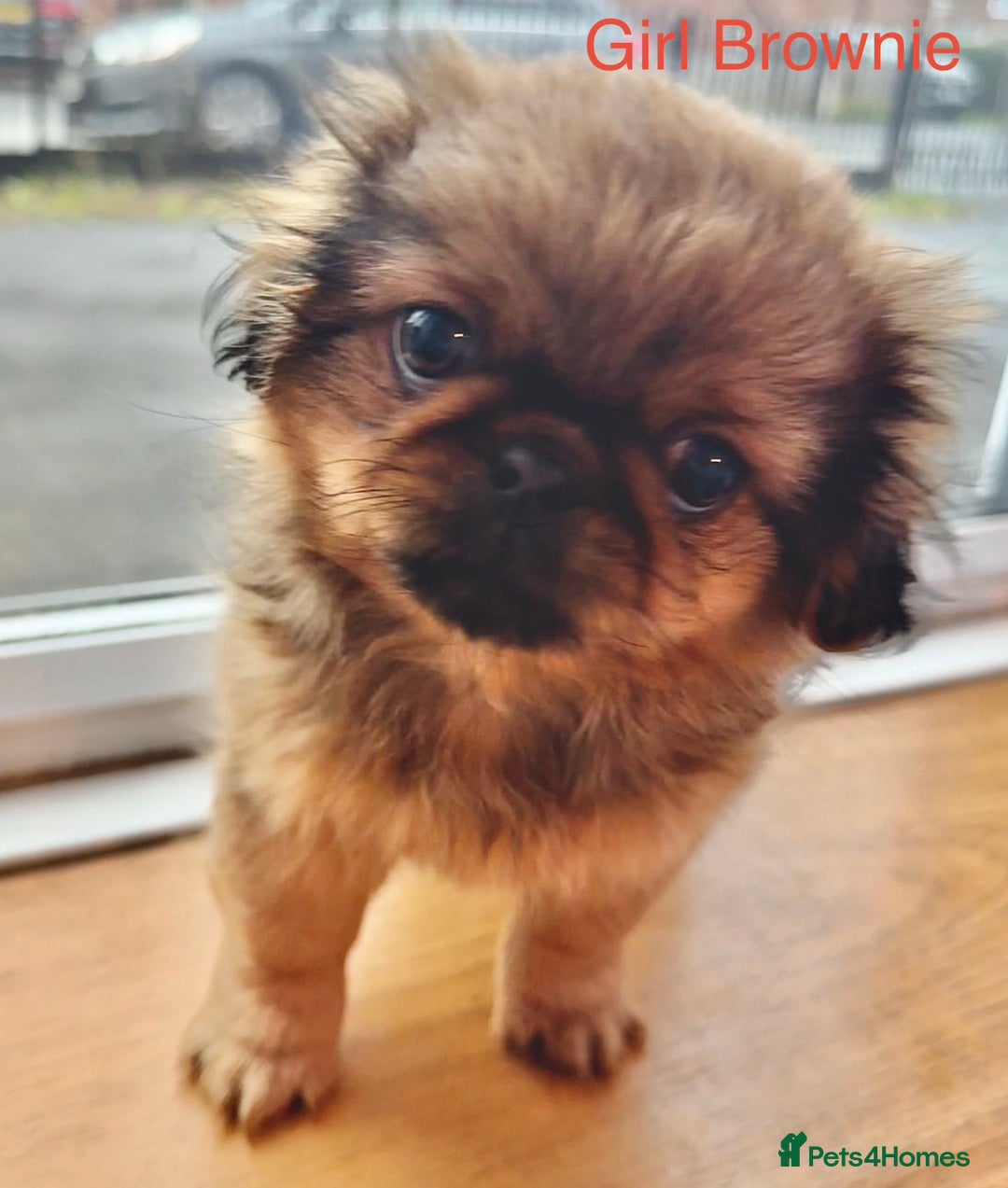 Pekingese dogs for sale: 🐾 Pekingese Puppies for Sale – 2 Girls & 1 Boy 🐾 - Advert 18