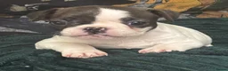 French Bulldog dogs for sale:  French bulldog puppies 1 male 1 female left - Advert 26