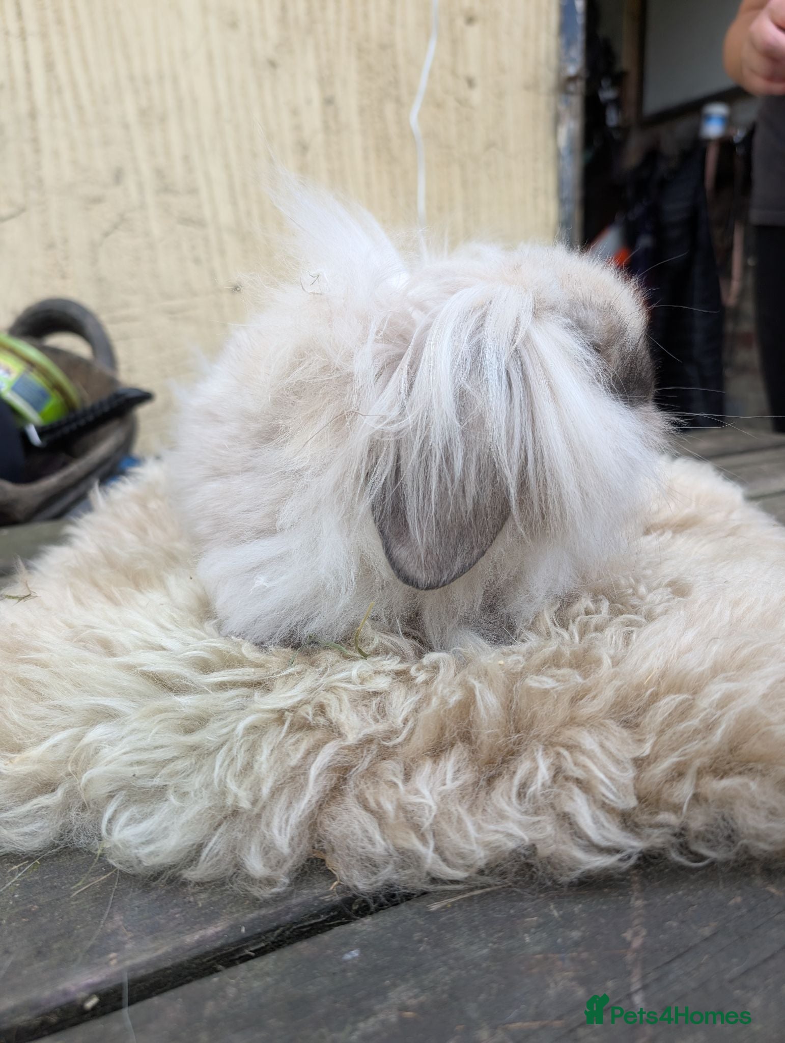 Mini Lion Lop rabbits Pure Bred double mane mini lion lop - Advert 2