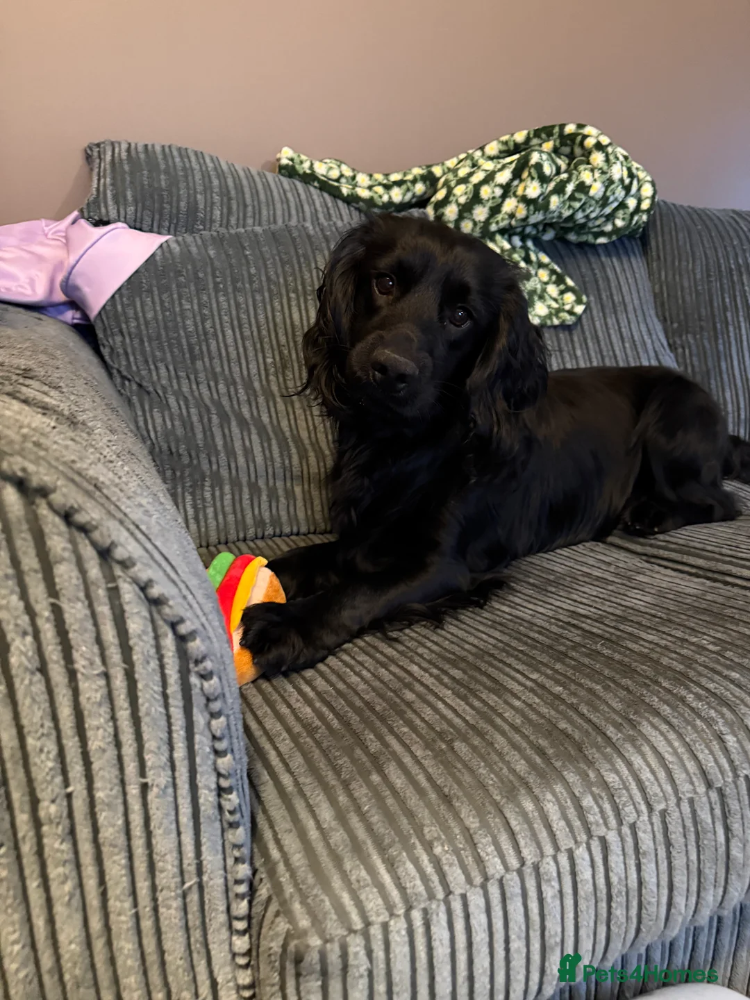 Cocker Spaniel dogs for sale: 1yr old cocker spaniel rehoming  in Barnstaple - Advert 2