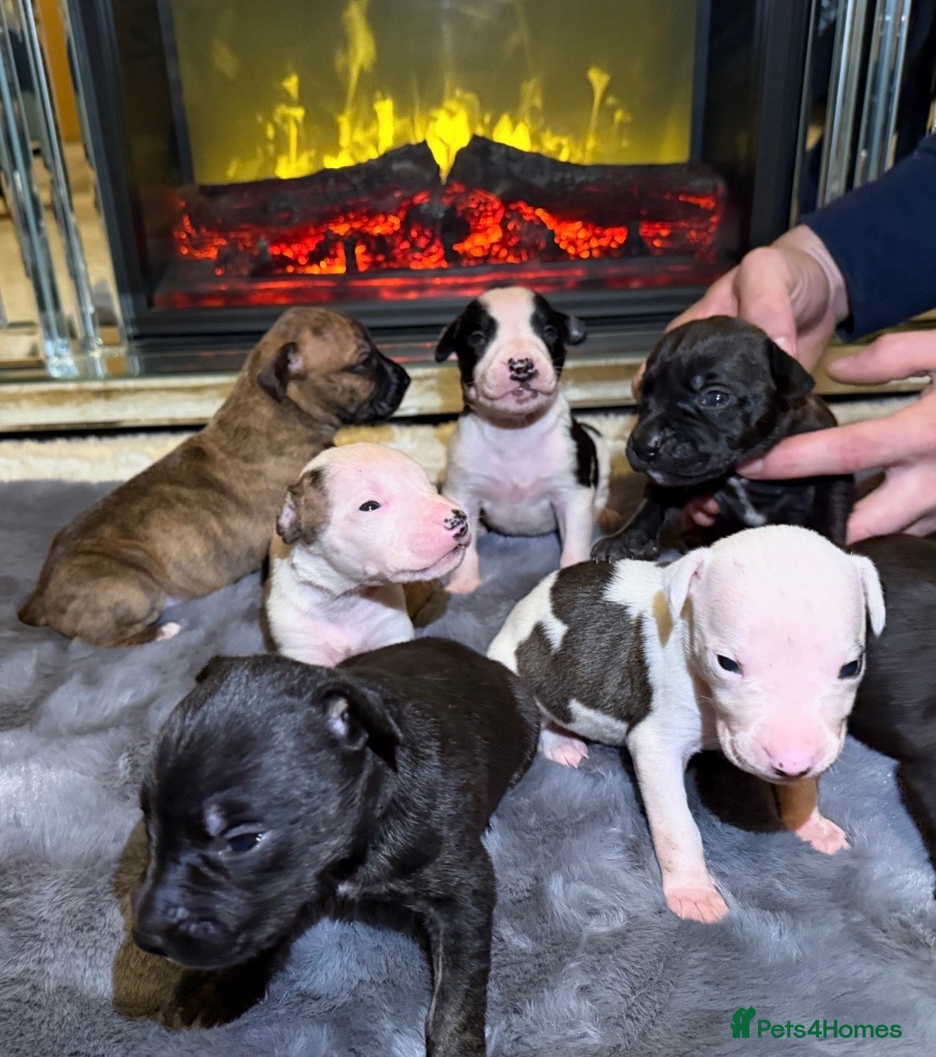 Mixed Breed dogs ✨ Staffordshire Bull Terrier × Whippet Puppies✨ - Advert 3