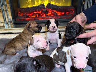 Mixed Breed dogs ✨ Staffordshire Bull Terrier × Whippet Puppies✨ - Advert 1