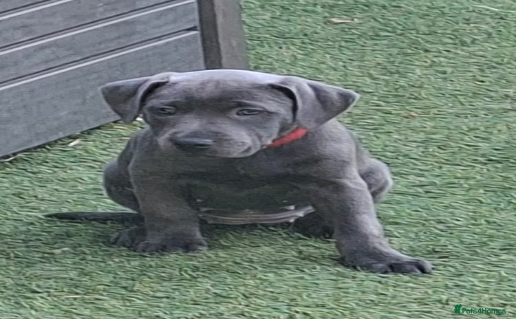 Staffordshire Bull Terrier dogs - Advert 9