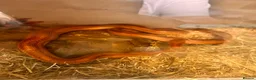 Corn Snake reptiles for sale: Female corn snake  in Warrington - Advert 2