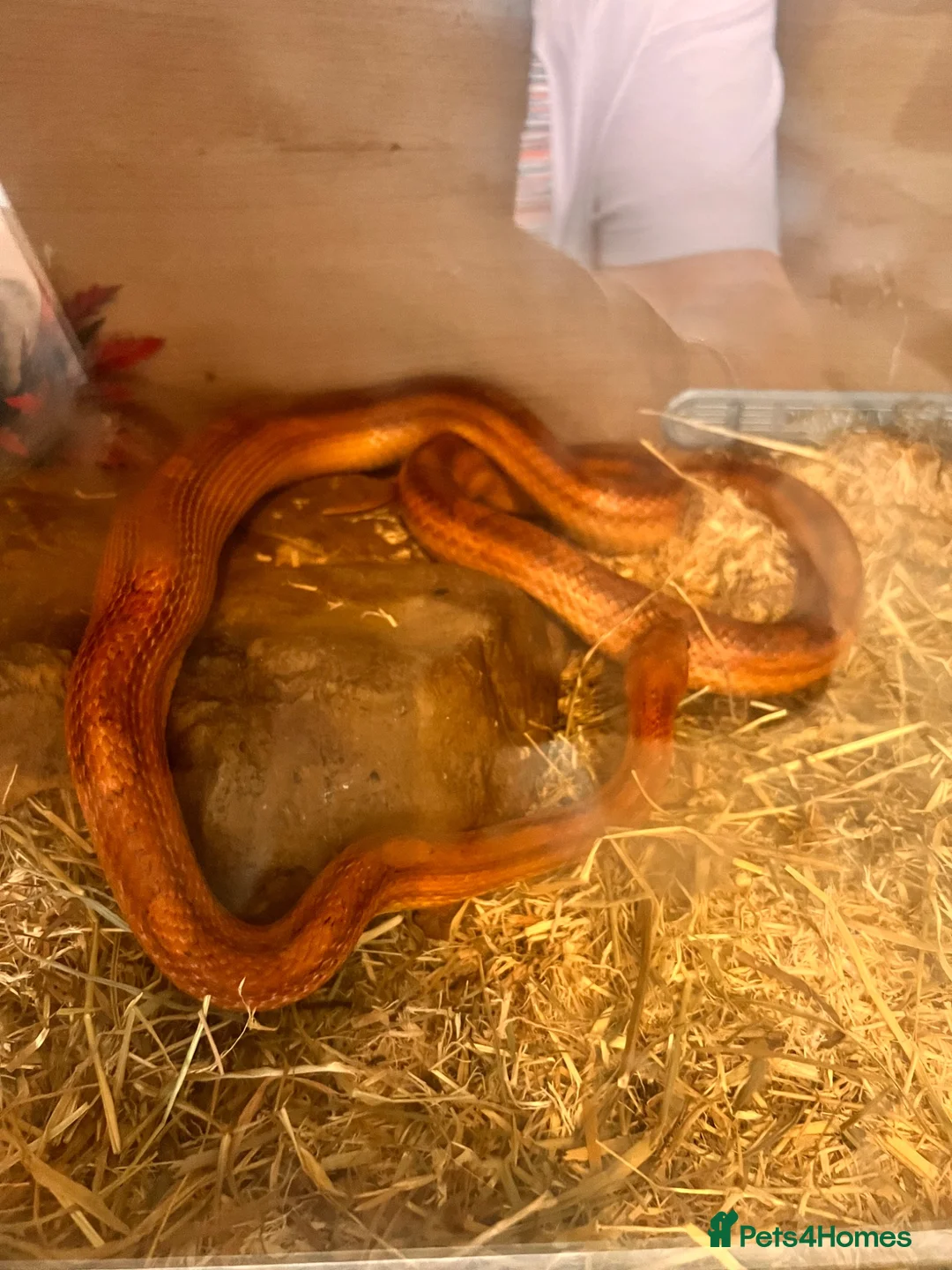 Corn Snake reptiles for sale: Female corn snake  in Warrington - Advert 2