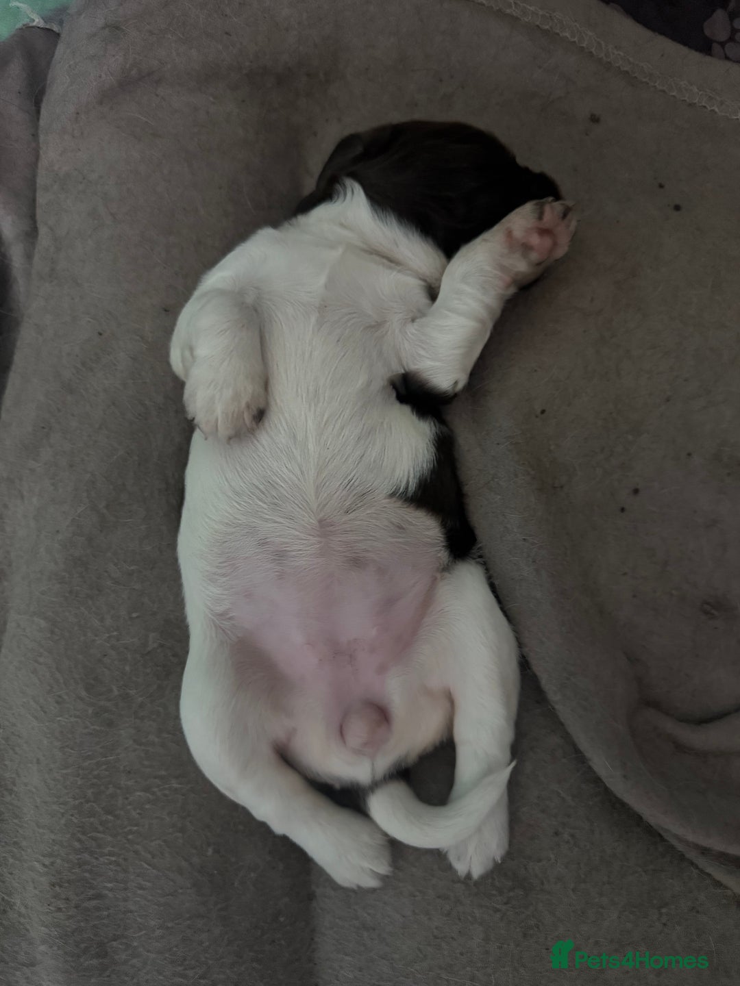 English Springer Spaniel dogs for sale: English Springer Spaniel Puppies - Advert 13