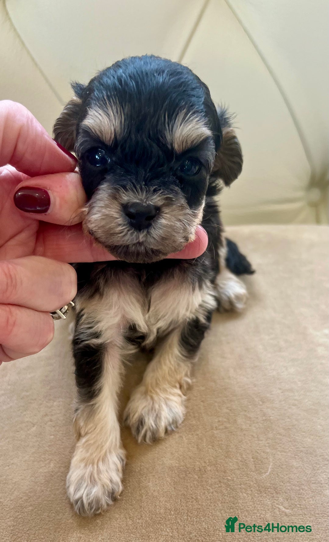 Cockapoo dogs for sale: 4⭐️Licensed Breeder Cockapoo Puppies - Image 8
