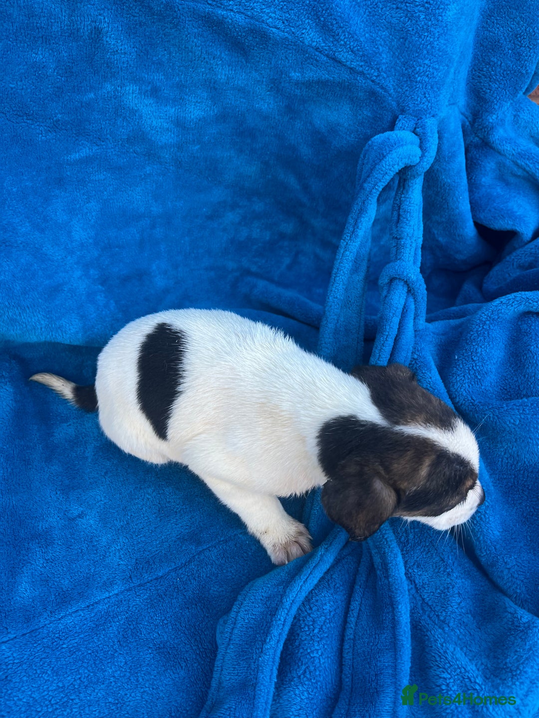 Beagle dogs for sale: Beagle boy puppy  - Advert 7