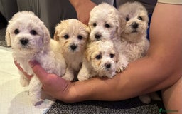 Bichon Frise dogs for sale: Bichon Maltese - Image 1