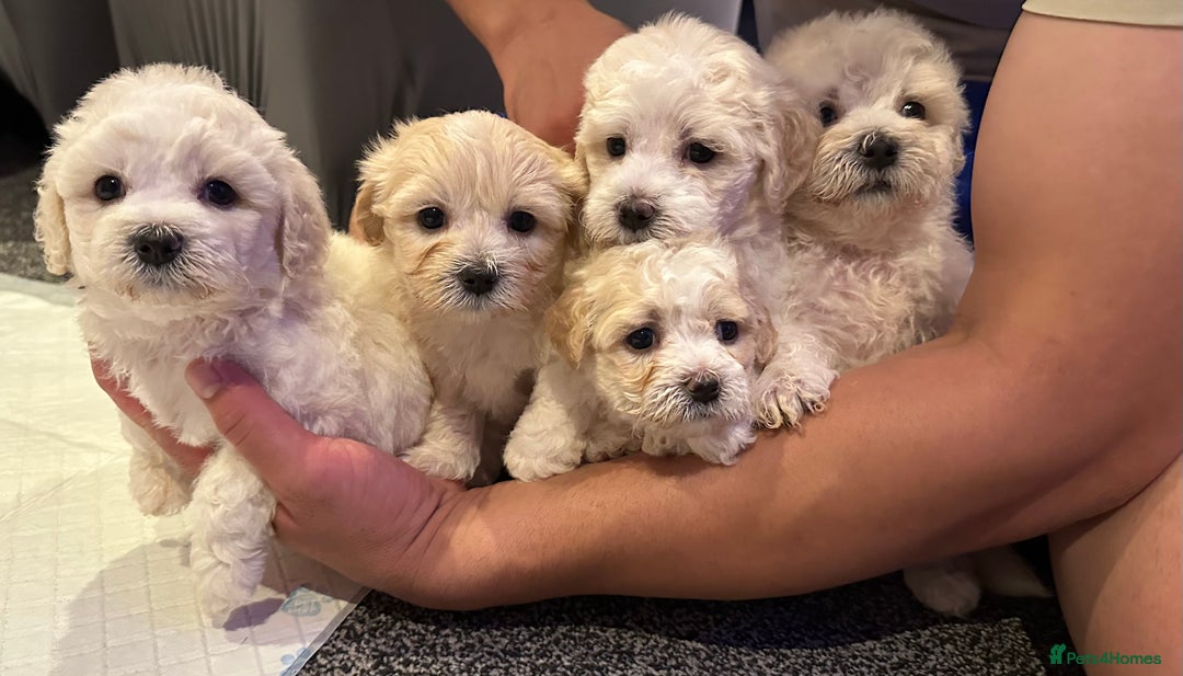 Bichon Frise dogs for sale: Bichon Maltese - Image 1