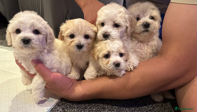 Bichon Frise dogs - Advert 1