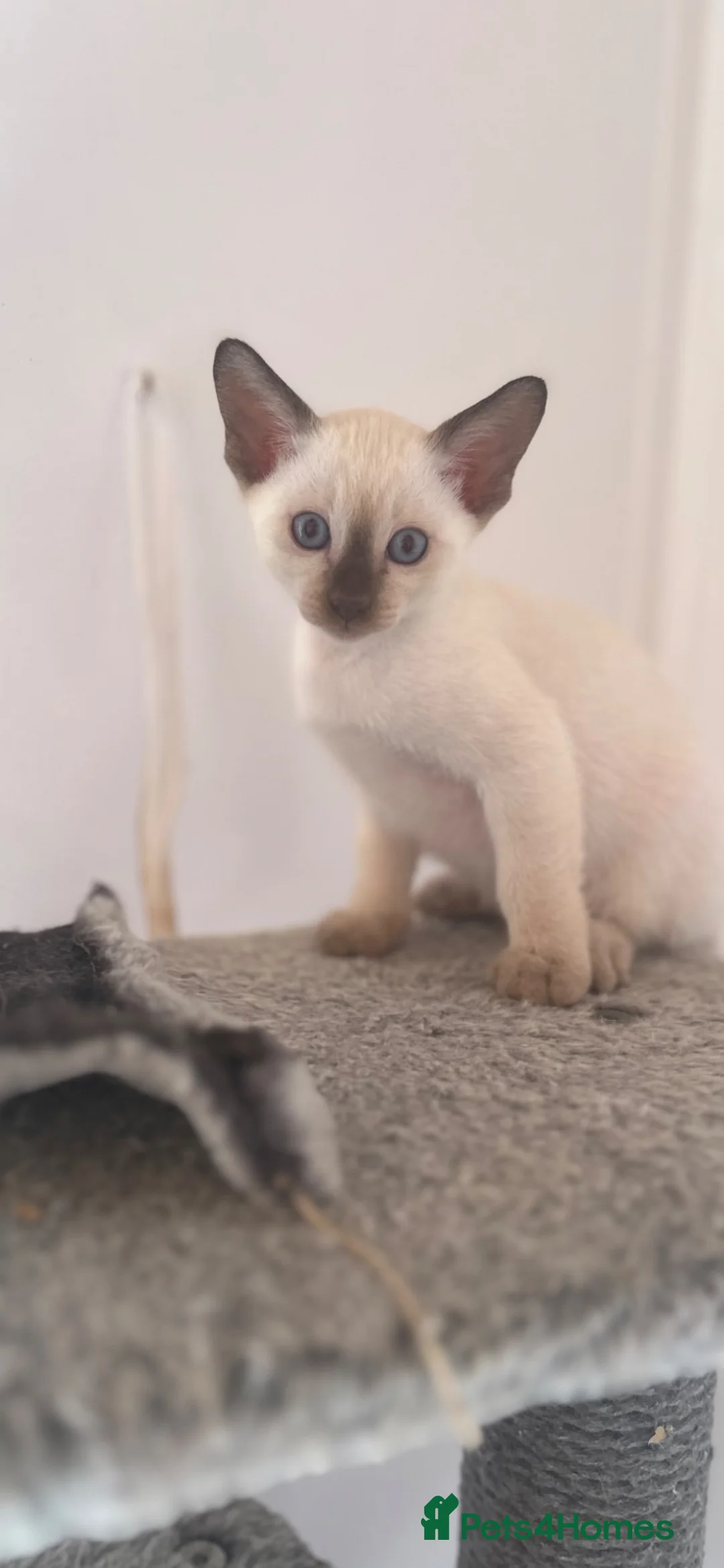 Tonkinese cats for sale: Beautiful tonkinese kittens - Advert 2