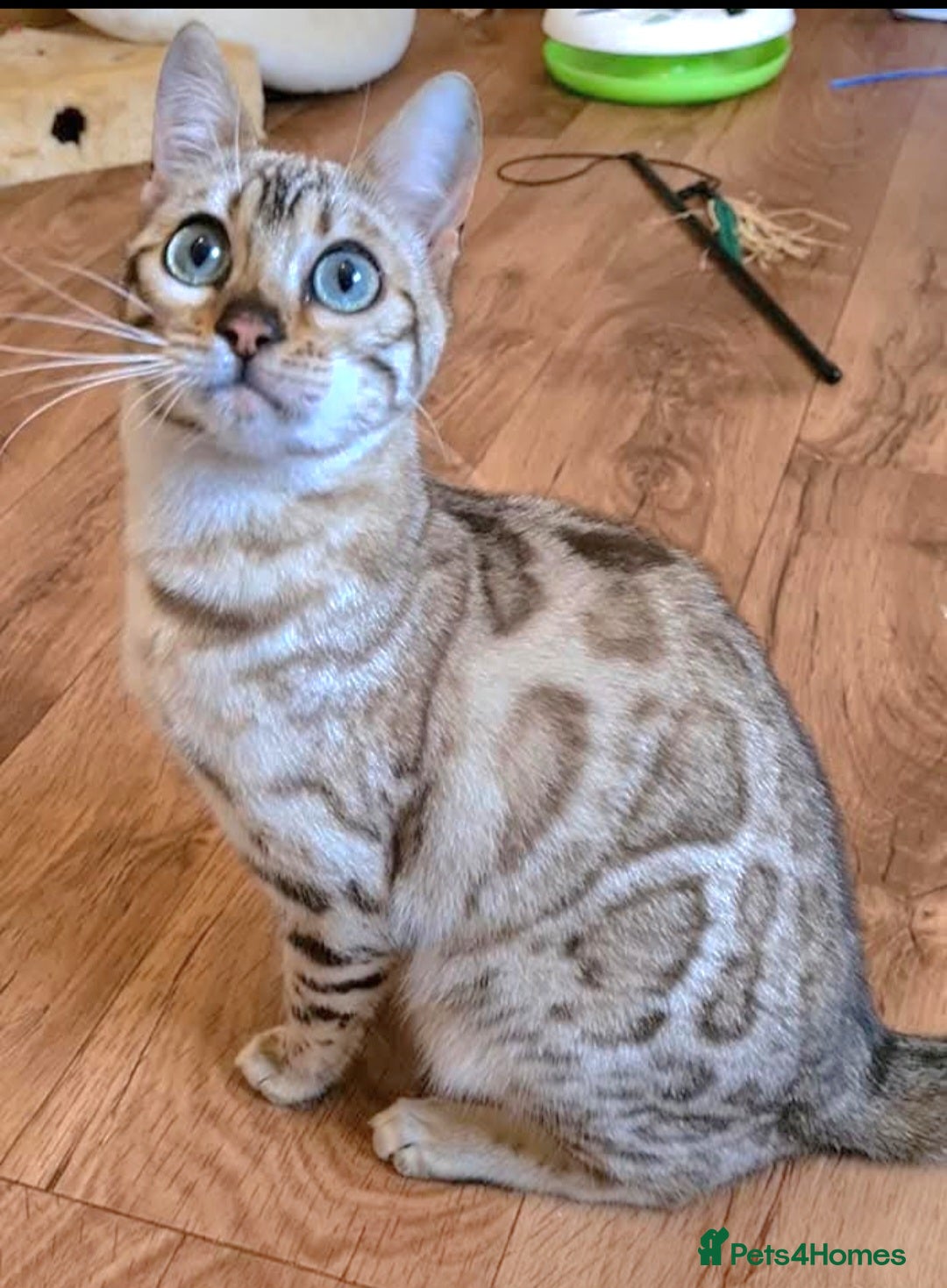 Bengal cats for sale: Bengal Kittens Tica Registered  - Image 13