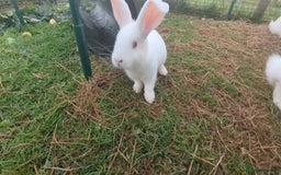 New Zealand rabbits for sale: 🐰 New Zealand White Rabbits – Friendly, Healthy🐰 - Image 1