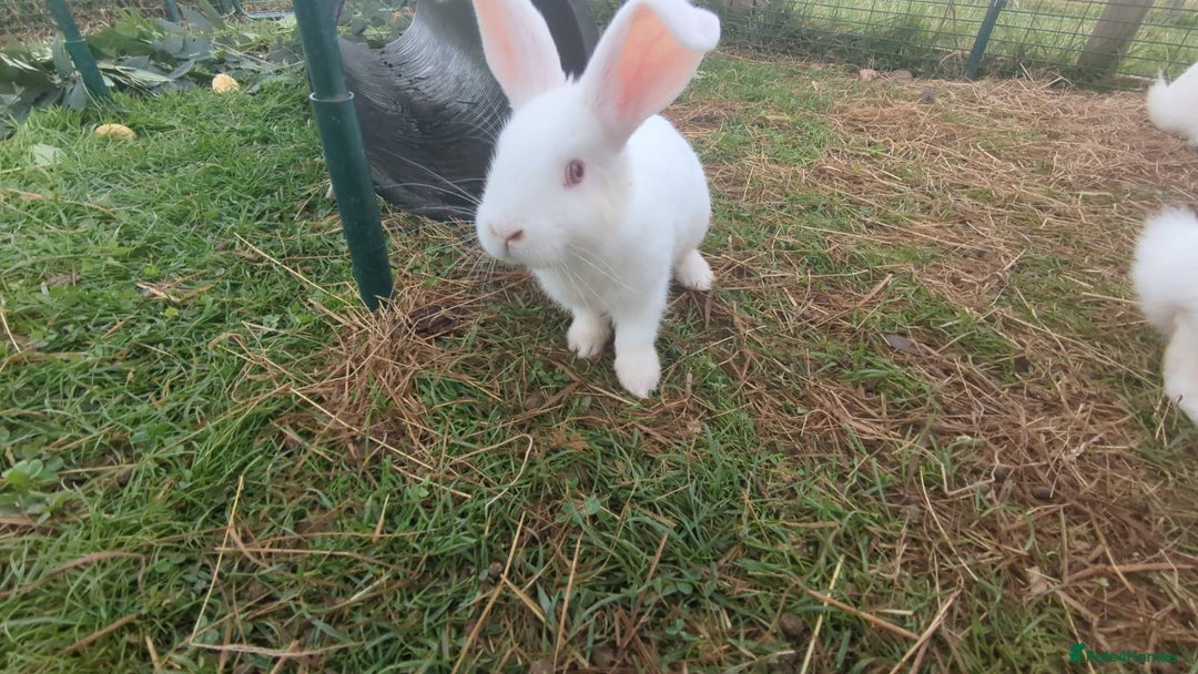 New Zealand rabbits for sale: 🐰 New Zealand White Rabbits – Friendly, Healthy🐰 - Image 1