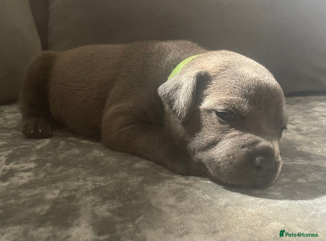 Staffordshire Bull Terrier dogs for sale: Litter of blue Staffordshire bull terriers  - Image 14