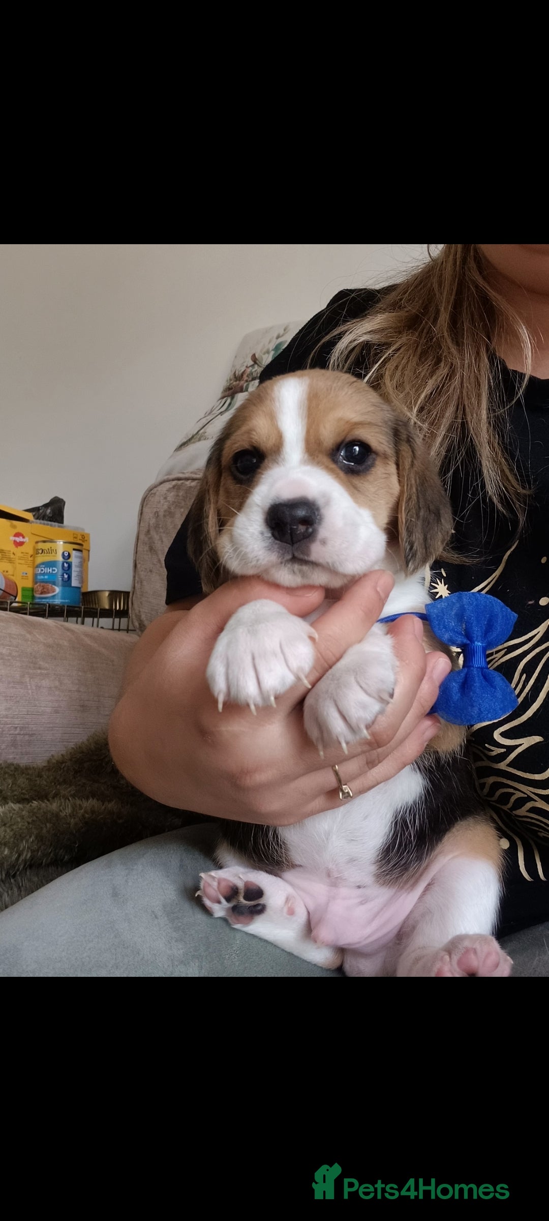 Beagle dogs for sale: Really cute beagle puppies !🐶🐶❤️ - Image 10