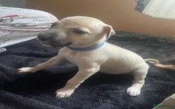 Greyhound dogs for sale: Saluki bull greyhounds - Image 9