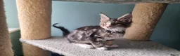 Maine Coon cats for sale: LAST 2 BEAUTYFULL KITTENS Tica Reg.!! - Advert 14