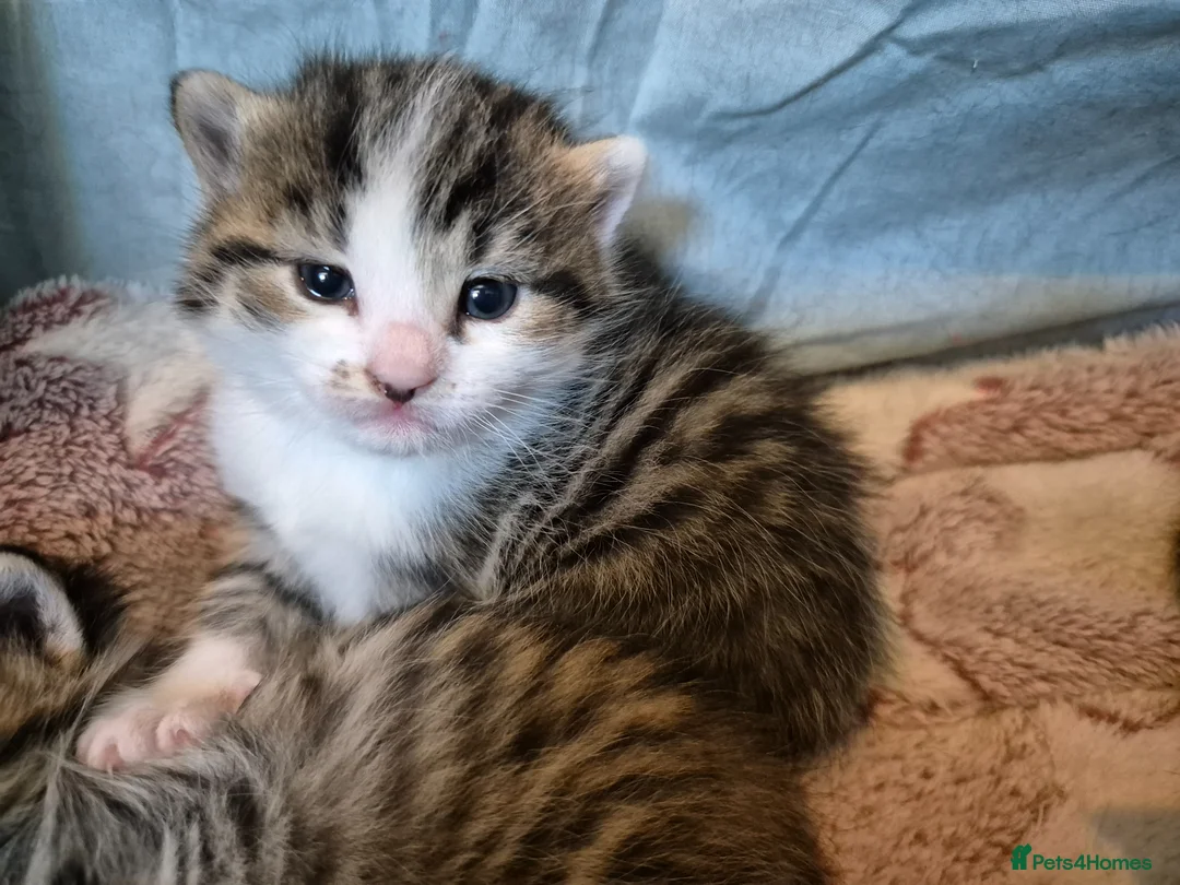 Mixed Breed cats for sale: Stunning Mixed breed kittens for sale! - Advert 2