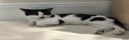 Domestic Shorthair cats for sale: Dynamic Duo Looking for an Outdoor Adventure! in Hook - Advert 10