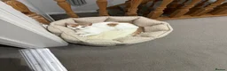 Mixed Breed cats for sale: Ginger and White kittens - Advert 7