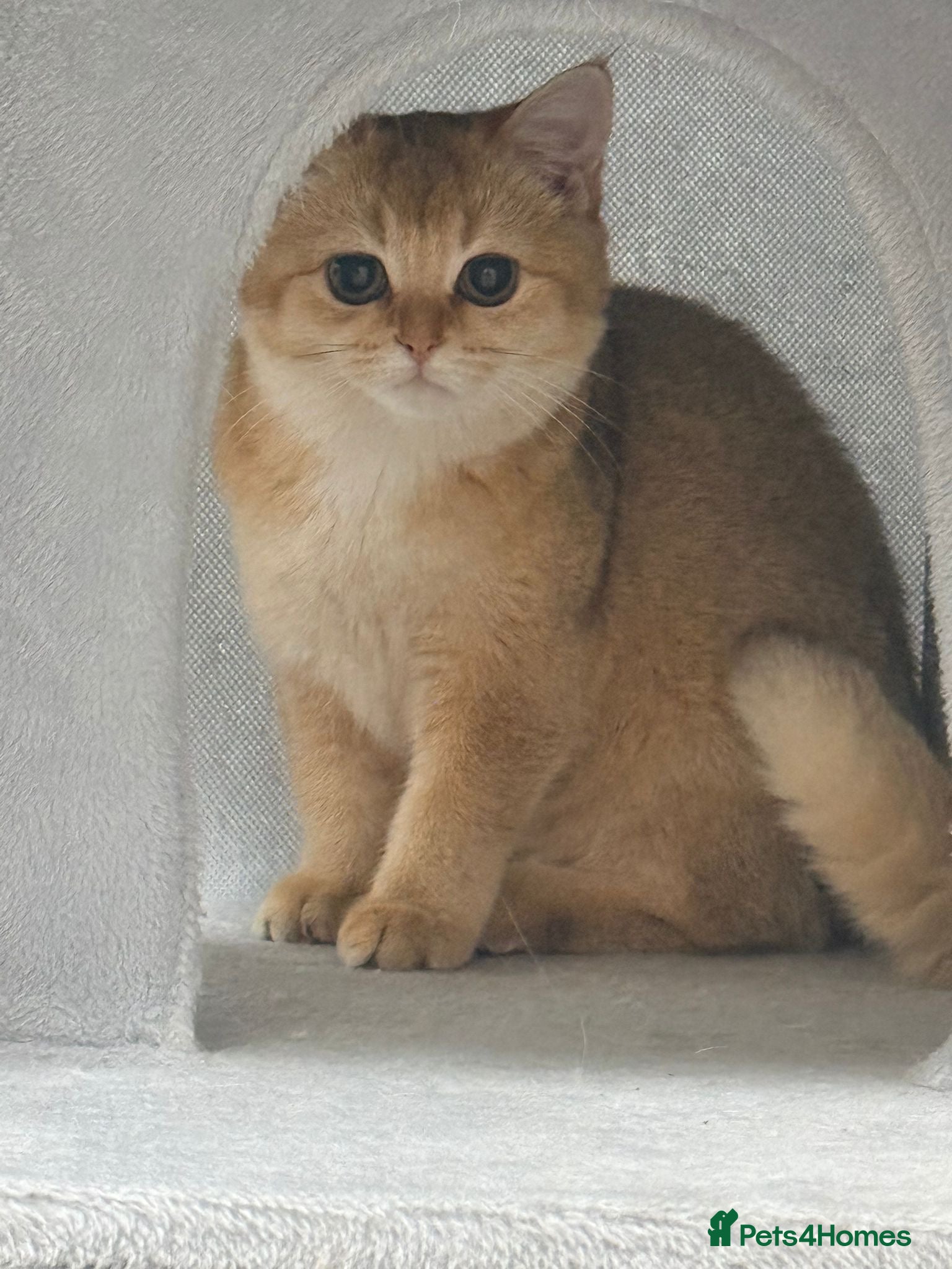 British Shorthair cats British shorthair 2 kittens - Advert 6