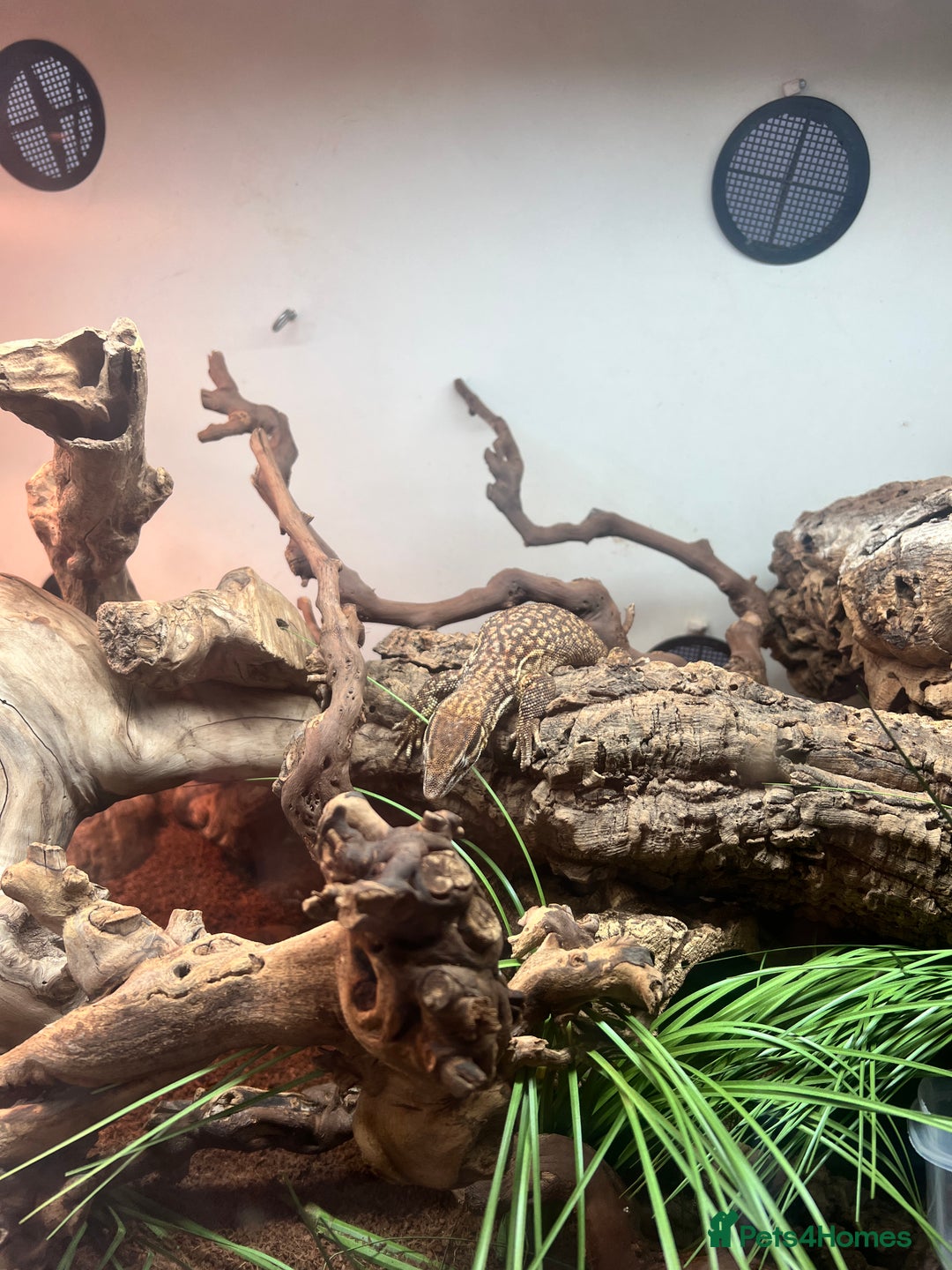 Lizard reptiles for sale: Baby ackie monitors  - Image 3