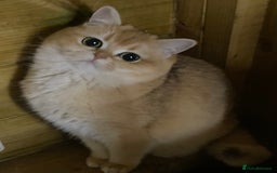 British Shorthair cats for sale: Champion lines for adoption  - Image 24