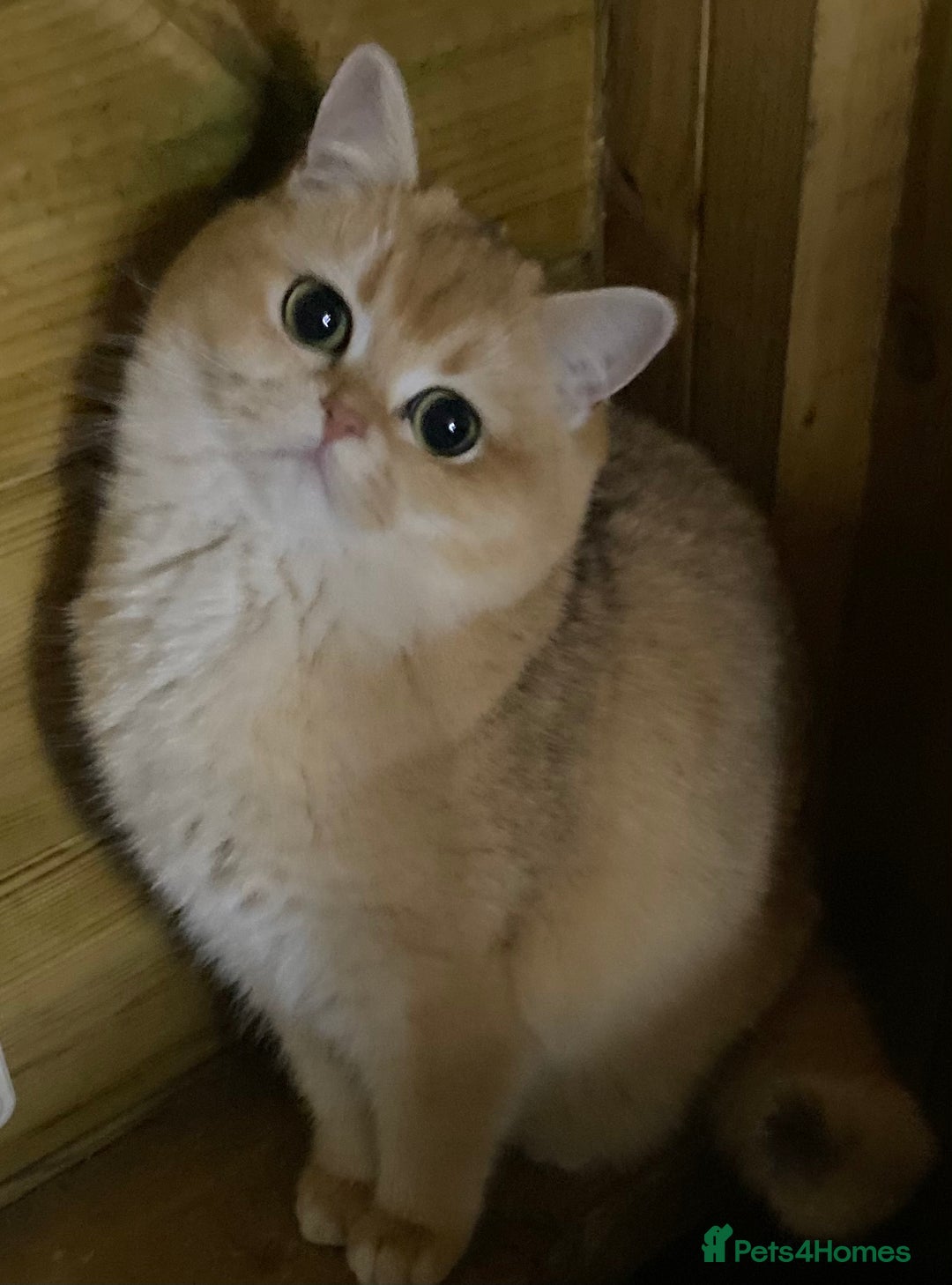 British Shorthair cats for sale: Champion lines for adoption  - Image 24