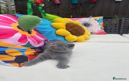 British Shorthair cats for sale: GCCF Outstanding British Short Hair kitten  - Image 33
