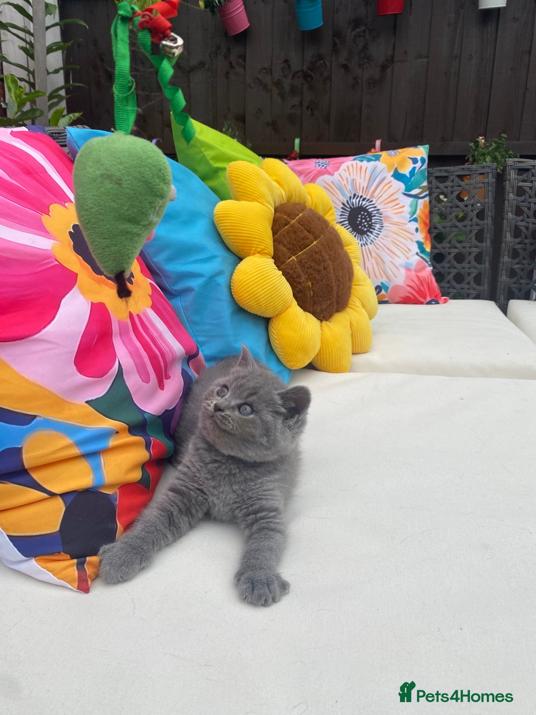 British Shorthair cats for sale: GCCF Outstanding British Short Hair kitten  - Image 33