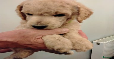 Standard Poodle dogs - Advert 5