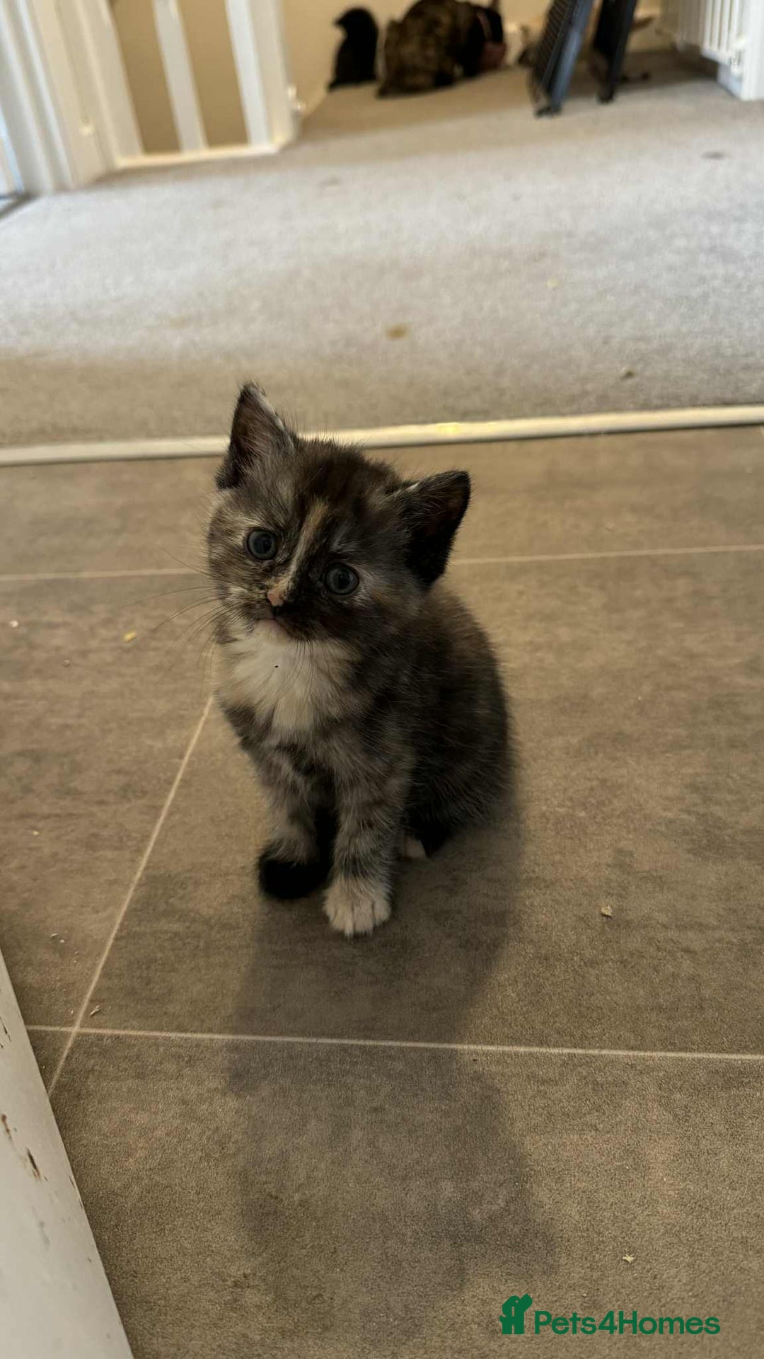 Mixed Breed cats for sale: Two female kittens - Image 6