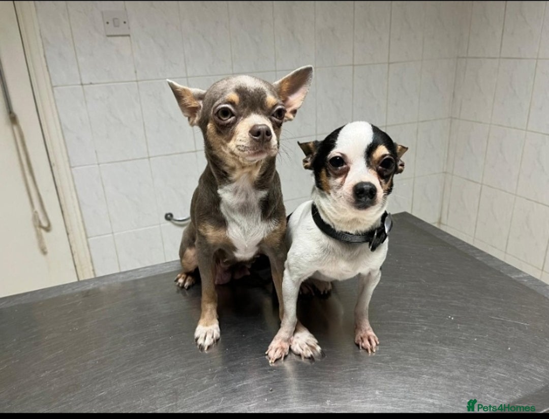 Chihuahua dogs for sale: Gorgeous Baby Chihuahua puppies  - Image 11