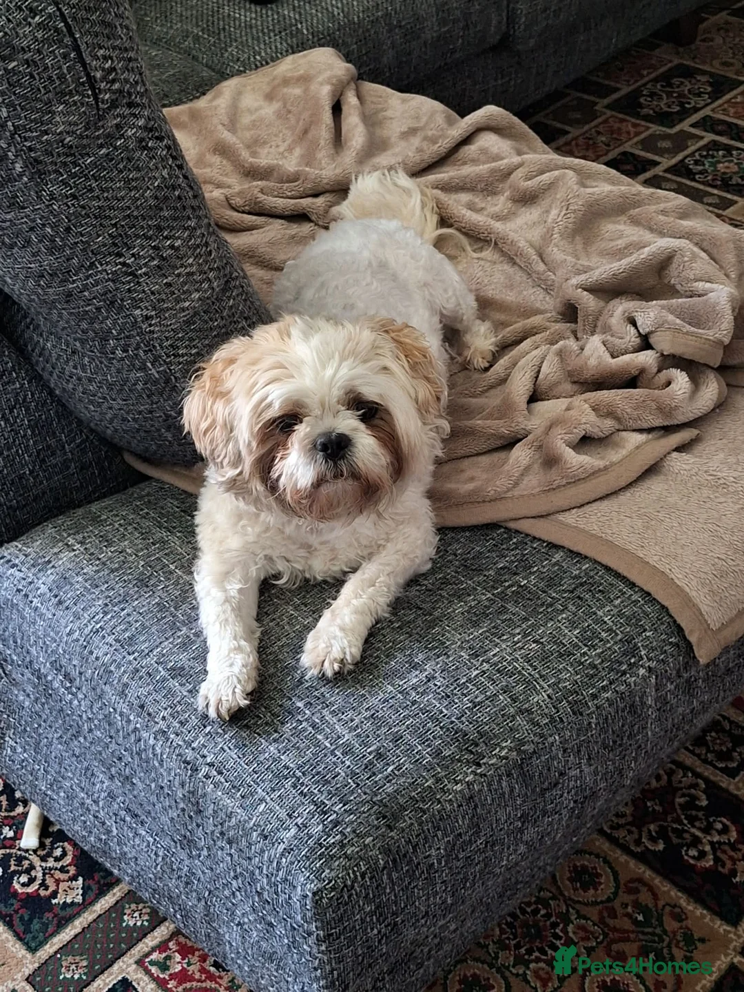 Shih Tzu dogs for sale: Male Shih Tzu - Advert 1