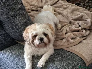 Shih Tzu dogs Male Shih Tzu - Advert 1