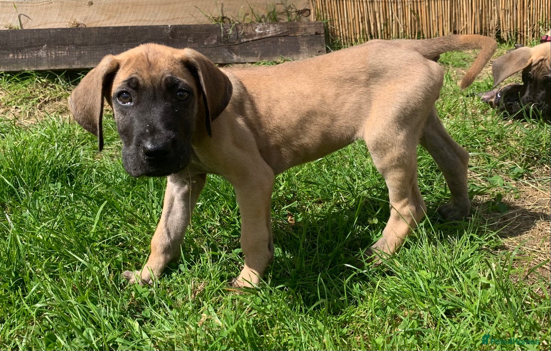 Great Dane dogs for sale: Only 3 left - Pedigree Great Dane Puppies in Dumfries - Image 12